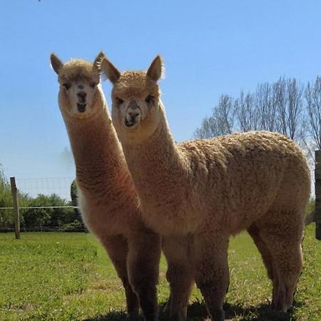 Domaine Ramonjavel, Glamping & Alpaca'S Bed & Breakfast Fongrave ภายนอก รูปภาพ