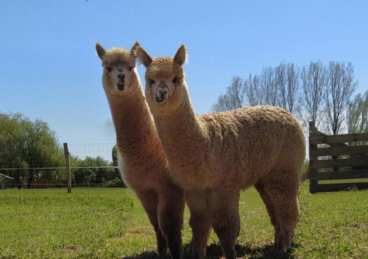 Domaine Ramonjavel, Glamping & Alpaca'S Bed & Breakfast Fongrave ภายนอก รูปภาพ