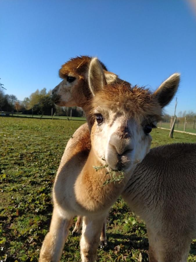 Domaine Ramonjavel, Glamping & Alpaca'S Bed & Breakfast Fongrave ภายนอก รูปภาพ
